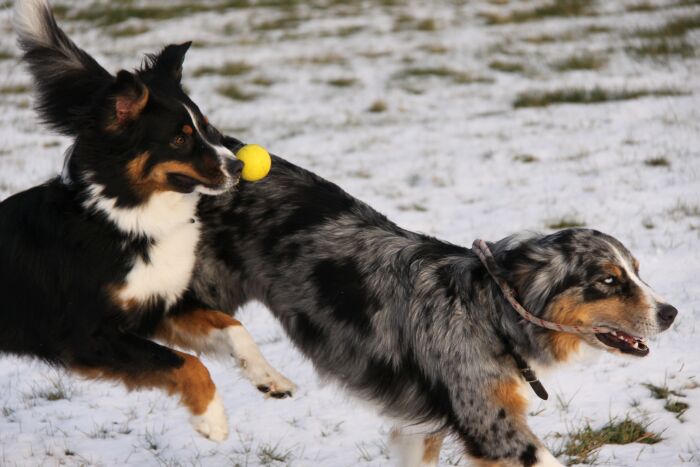 Blue und Shanti schneespielen